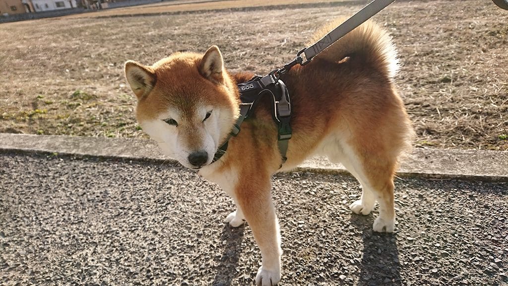 てんかんの薬を常用するようになった柴犬 空まめ まめ家の柴犬