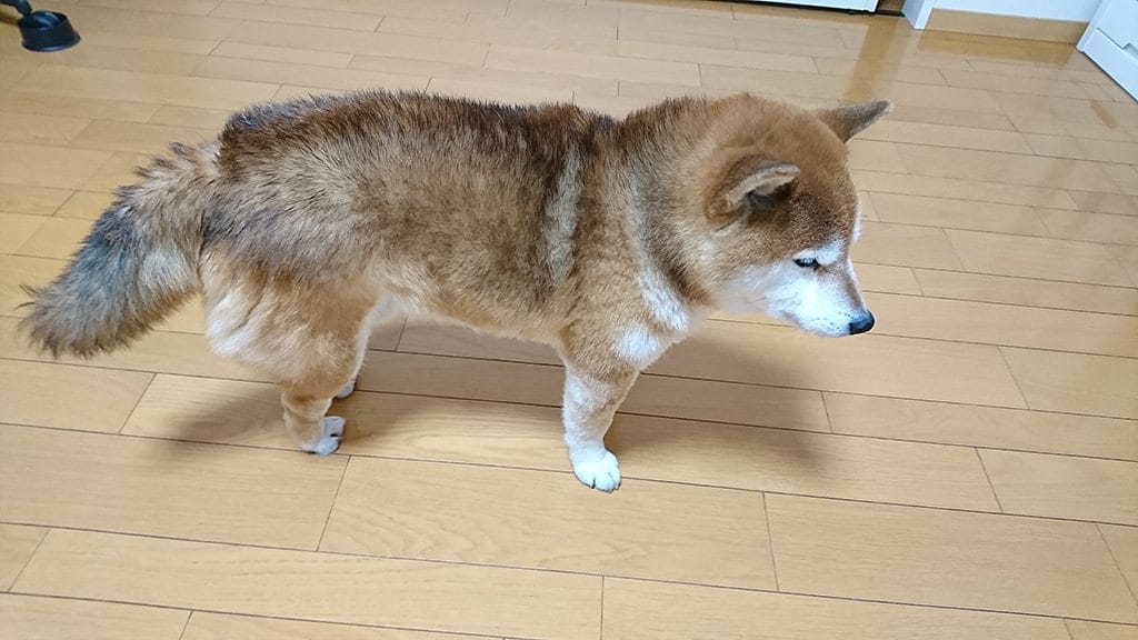 てんかんの薬を常用するようになった柴犬 空まめ まめ家の柴犬