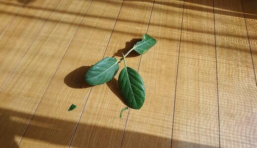 いつまでたってもイタズラが止まらない黒柴 大福まめ