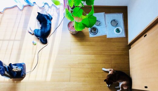 暖かい一日の柴犬たちの風景