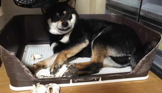 押し入れの中の黒柴 大福まめ