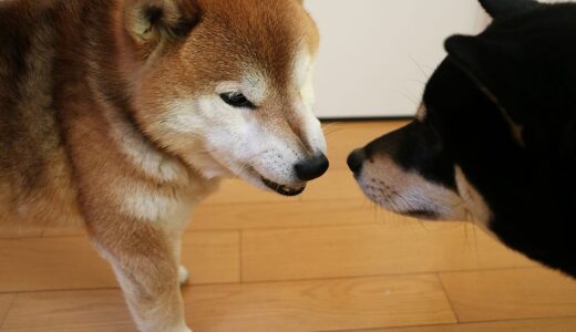 柴犬 空まめ、イボのそれから