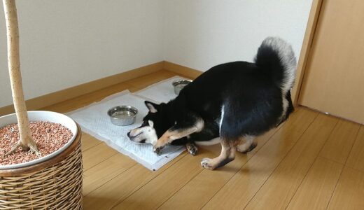 お気に入りのご飯をもらったときの黒柴 大福まめ