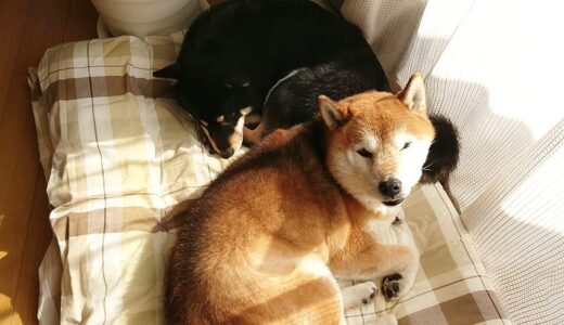 追いかけっこをするときもありますが、まめ家の柴犬たちは仲良しです。