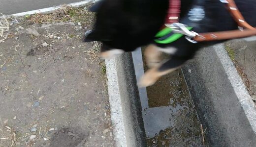 溝を跳び越えた黒柴 大福まめ