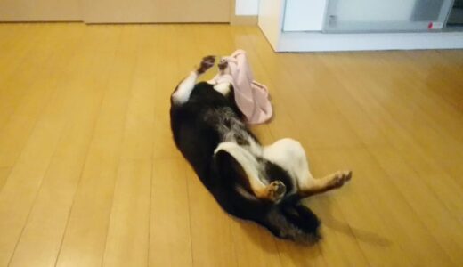 仰向けになってタオルで遊ぶ黒柴 大福まめ