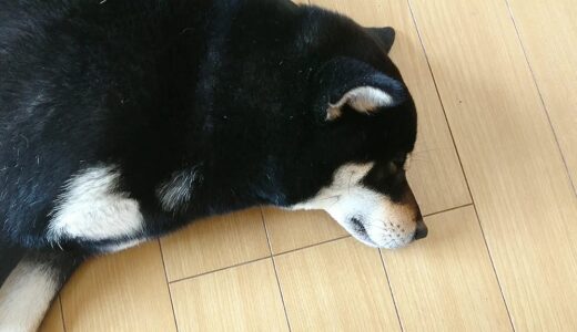 まどろみの黒柴 大福まめ