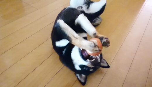 激しく遊んだ後の黒柴 大福まめ