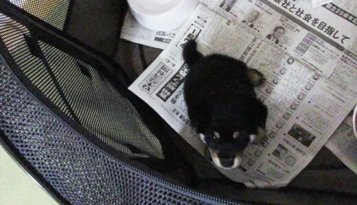 サークルの中の黒柴 大福まめ