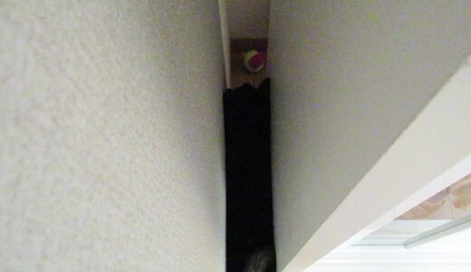 黒柴 大福まめは狭いところが大好きなんです。