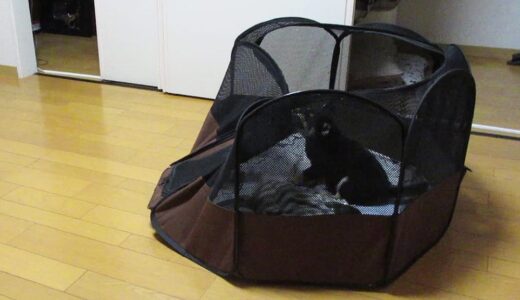 サークルに入れておけなくなった黒柴 大福まめ?