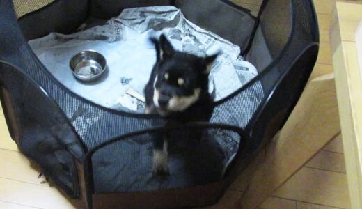 サークルに入れておけなくなった黒柴 大福まめ?