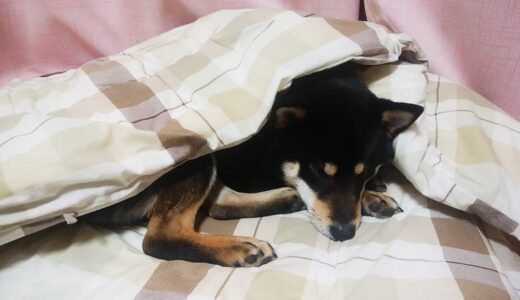 外が見える特等席を黒柴 大福まめに奪われてしまった柴犬 空まめ