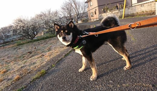 暖かくなってきて梅の花がきれいに咲きました。