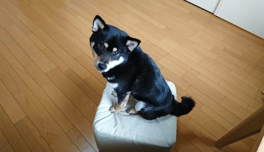黒柴 大福まめは、よくスツールの上にいますが、簡単に上がっているわけではありません。