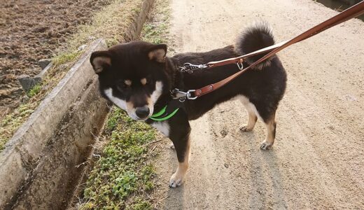 桜のつぼみが膨らんできました。黒柴 大福まめも…