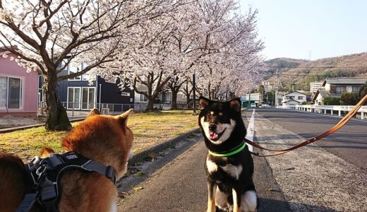 まめ家のお花見