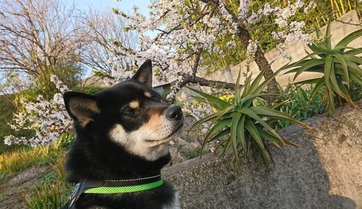 これは桃の花？