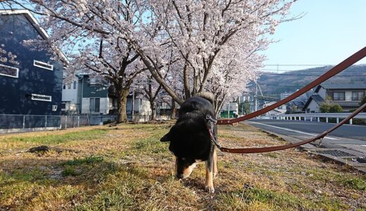 桜の花弁が落ちているのが気になった黒柴 大福まめ