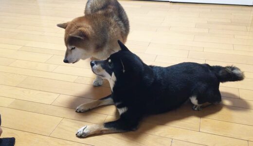 黒柴 大福まめは煮干しが大好き