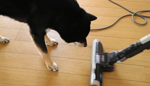 掃除機が気になる黒柴 大福まめ
