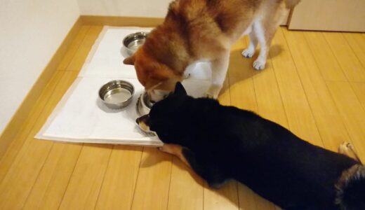黒柴 大福まめのおかしな食事
