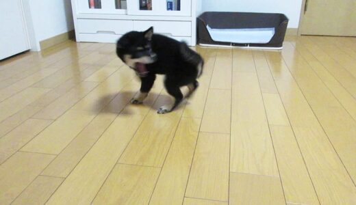 黒柴 大福まめは2ヵ月頃から激しく自分のシッポを追いかけてました。