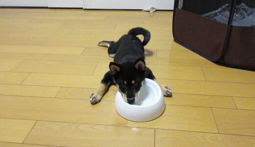 もっとご飯が欲しいよ〜と訴える黒柴 大福まめ