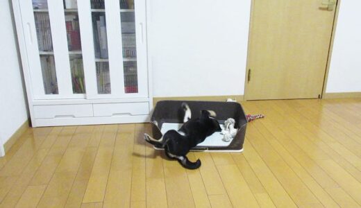 小さい頃からトイレをオモチャにしていた黒柴 大福まめ
