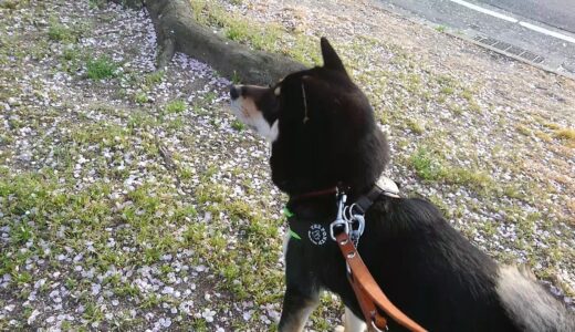 桜より鳥の黒柴 大福まめ