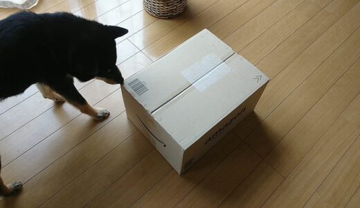 アマゾンから何が届いたのか気になる黒柴 大福まめ