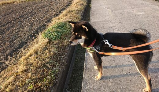 見えない鳥に夢中になる黒柴 大福まめ