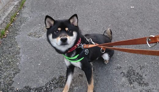 散歩途中にストライキ