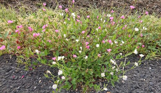 花粉を運ぶ黒柴 大福まめ