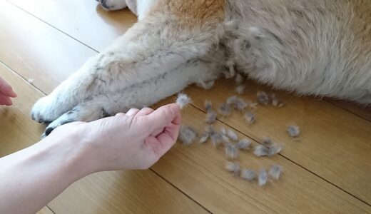 柴犬 空まめの換毛期は、浮き毛がたくさん！