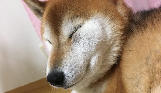 柴犬 空まめが歯槽膿漏から歯根膿瘍になってしまって