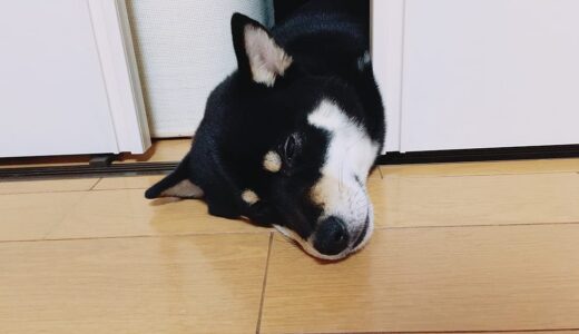 黒柴 大福まめが首だけに！