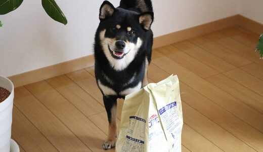 お気に入りの餌（ホリスティック・レセピー）にスリスリする黒柴 大福まめ