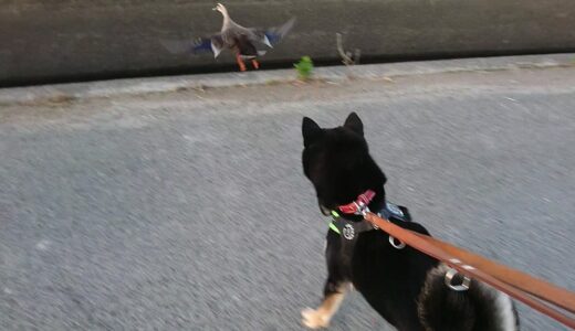 カモと遊びたかった黒柴 大福まめ