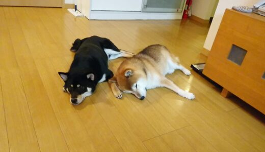 眠くなった空まめを邪魔しないように添い寝する黒柴 大福まめ