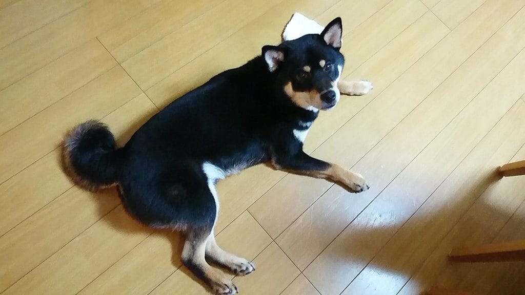 柴犬はへそ天が基本 まめ家の柴犬