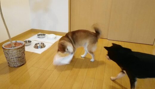 ヘドバンで息づかいがあらくなった柴犬 空まめ