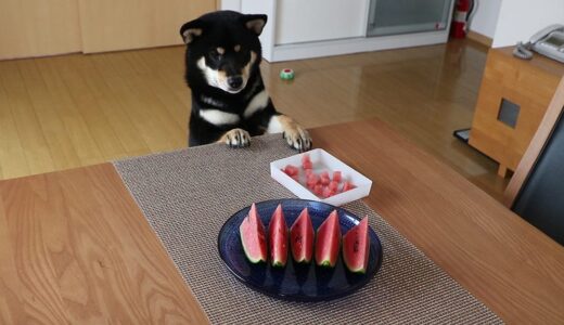 スイカをおいしそうに食べる黒柴 大福まめ