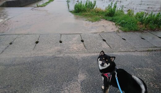 大雨の朝