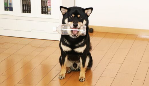 ペットボトルを咥えた柴犬はかわいい