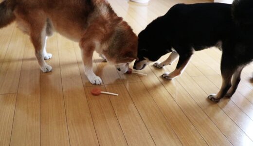 柴犬 空まめと黒柴 大福まめに同じようにおやつをあげたのですが…