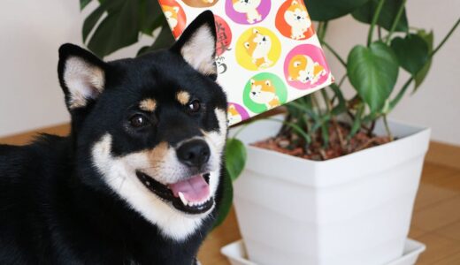 ザギトワとマサル人気で、もらったお土産は柴犬ではなくて秋田犬
