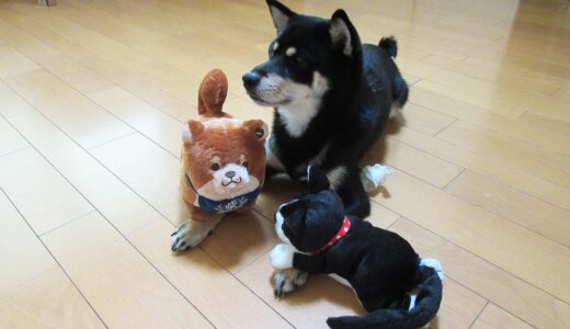 黒柴 大福まめと犬のぬいぐるみ