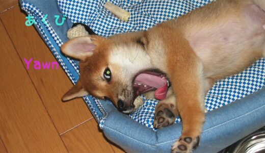 まめ家の柴犬たちの寝姿を集めた動画を公開