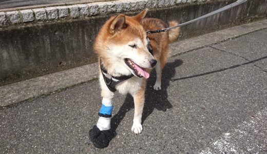 老柴犬 空まめが階段から足を滑らせ爪がとれてしまいました。